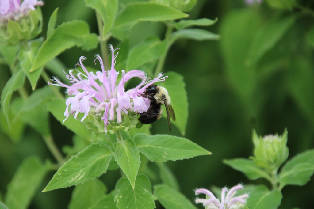 The Height of&nbsp;Summer!