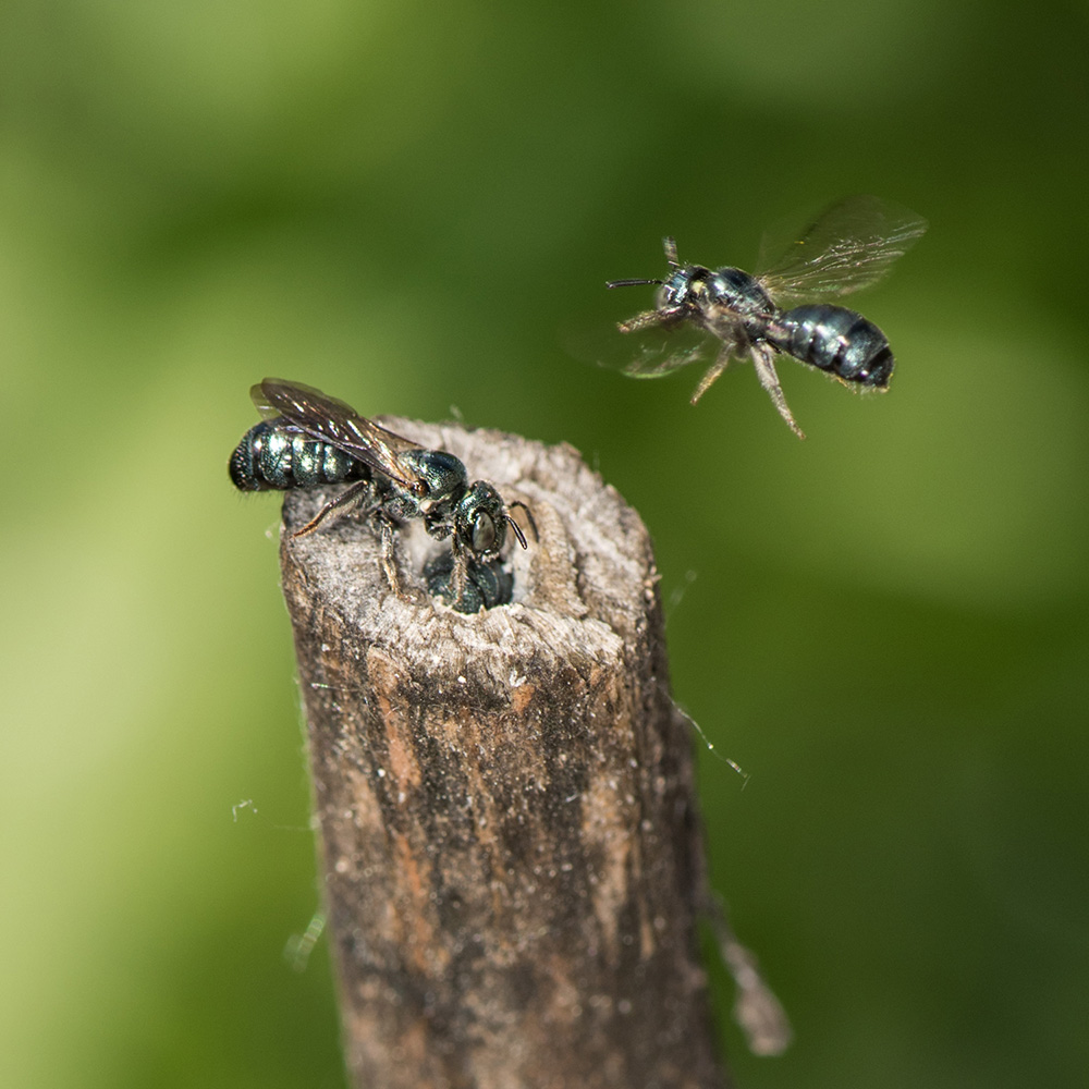 When Is It Safe to Start Cleaning Up the&nbsp;Garden?