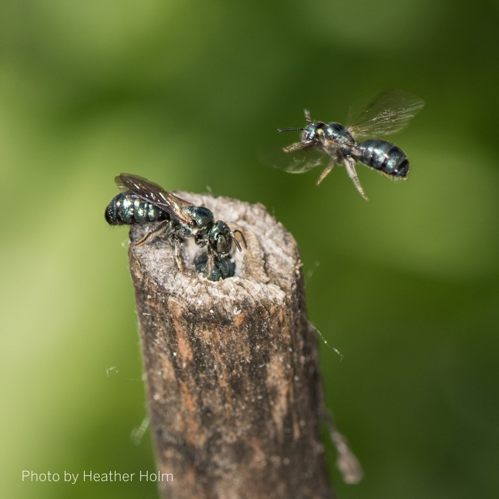 When Is It Safe to Start Cleaning Up the&nbsp;Garden?