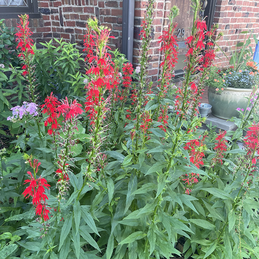 Turn Your Yard Into a Thriving Wildlife&nbsp;Garden